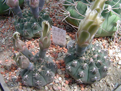 Gymnocalycium stellatum kleinianum VG 283 Rio de los Sauces