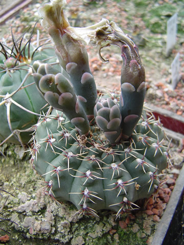 Gymnocalycium stellatum minimum STO 1606