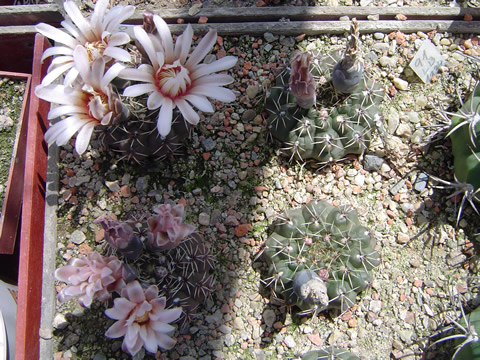 Gymnocalycium stellatum STO 1581 Quilino