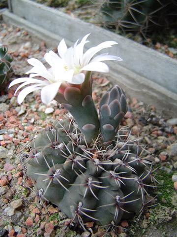 Gymnocalycium stellatum STO 1581