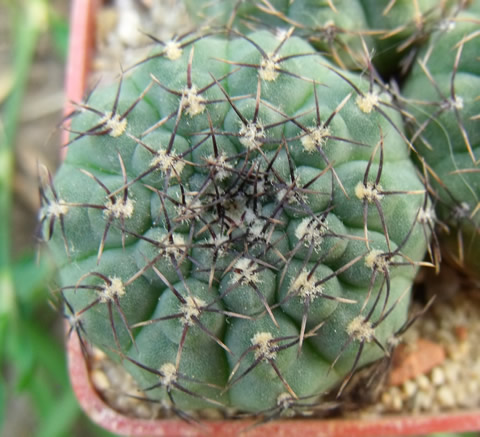 Gymnocalycium stellatum minimum STO 283 foto ing Pavel Tůma