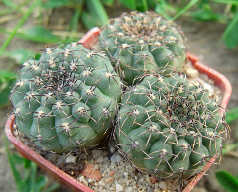 Gymnocalycium stellatum minimum STO 283, foto ing Pavel Tůma, květináč č 5 pot Nr 5