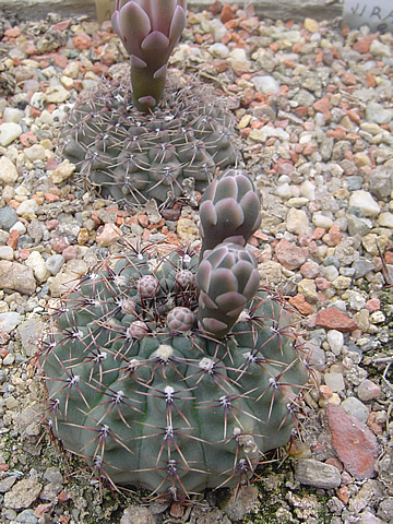 Gymnocalycium stellatum minimum STO 283 Caminiaga - San Pedro del Norte