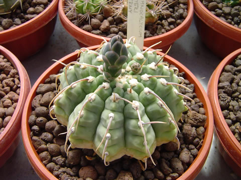 Gymnocalycium vatteri