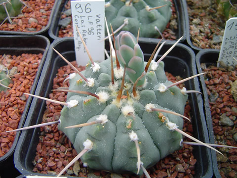 Gymnocalycium vatteri LF 96