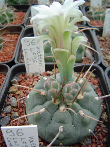 Gymnocalycium vatteri