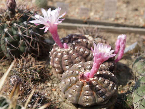 Gymn. ragonesii Zubr, foto V. Polek