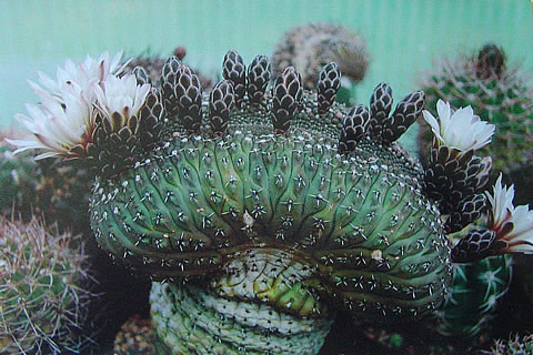 Gymn. pseudoragonesii unikátní kristáta - foto Franz Strigl