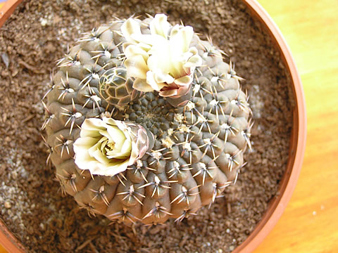 Gymn. pseudoragonesii - foto Marek Grepl