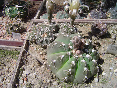 Gymnocalycium triacanthum