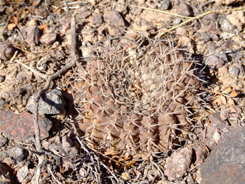 Gymn. piltziorum Cerro Negro, foto Ch