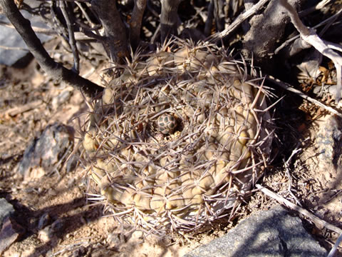 Gymn. piltziorum Cerro Negro, foto Ch