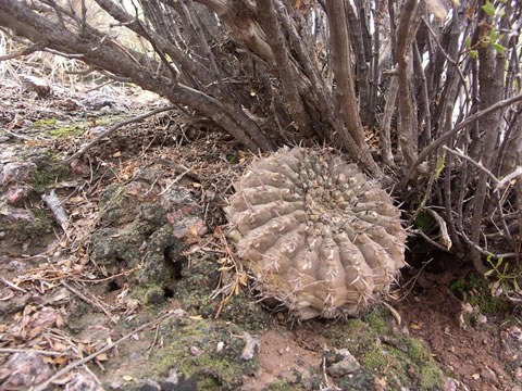 Gymn. riojense ssp. kozelskyanum