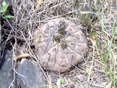 Gymn. riojense ssp. paucispinum var. guasayanense Recreo, foto Ch