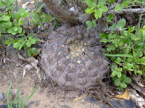 Gymn. riojense ssp. paucispinum var. guasayanense Recreo, foto Ch