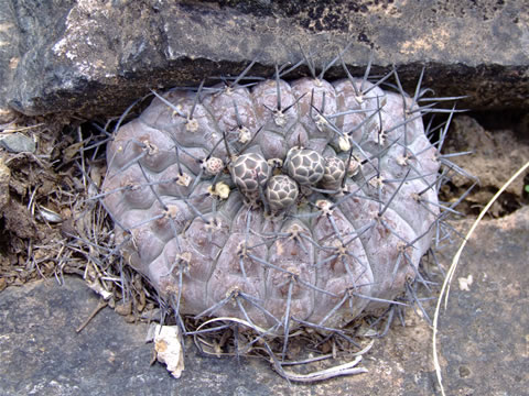 Gymn. riojense ssp. paucispinum var. guasayanense Recreo, foto Ch