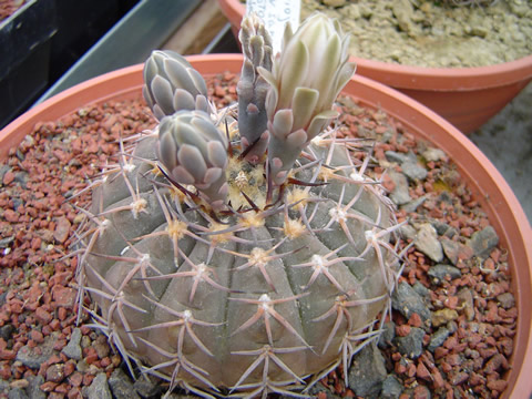 Gymnocalycium riojense sanjuanense