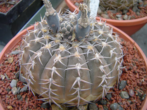 Gymnocalycium riojense sanjuanense