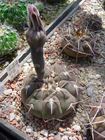 Gymnocalycium riojense guthianum s otazníkem VG 400