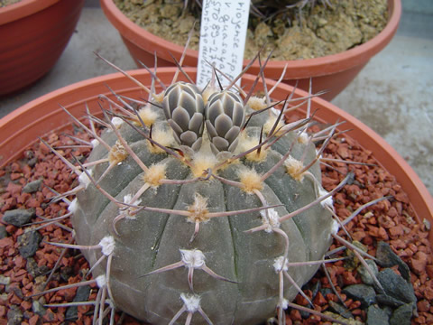 Gymnocalycium riojense guasayanense