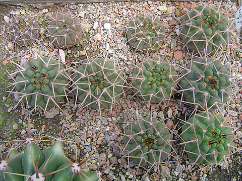 Gymnocalycium riojense vertongenii