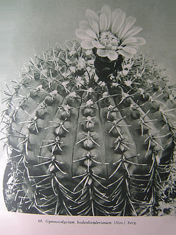 Gymnocalycium bodenbenderianum, Kaktusy (Pažout Valníček Šubík) 1960