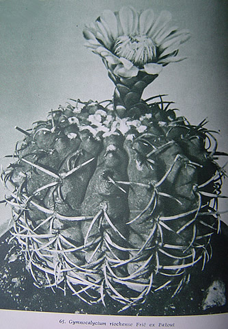 Gymnocalycium riojense (Pažout Valníček Šubík) 1960, průvodní foto k popisu