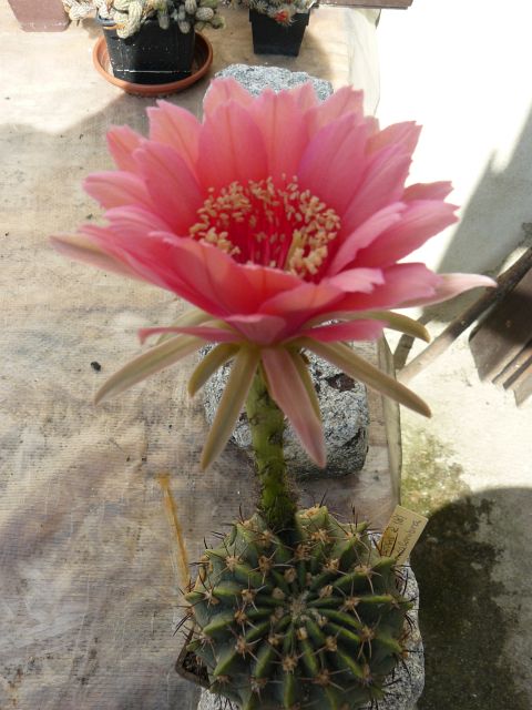 Echinopsis R 181 obrepanda v.calorubra