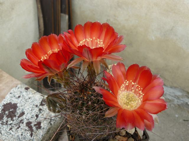 Lobivia R 238b haematantha v.antenifera
