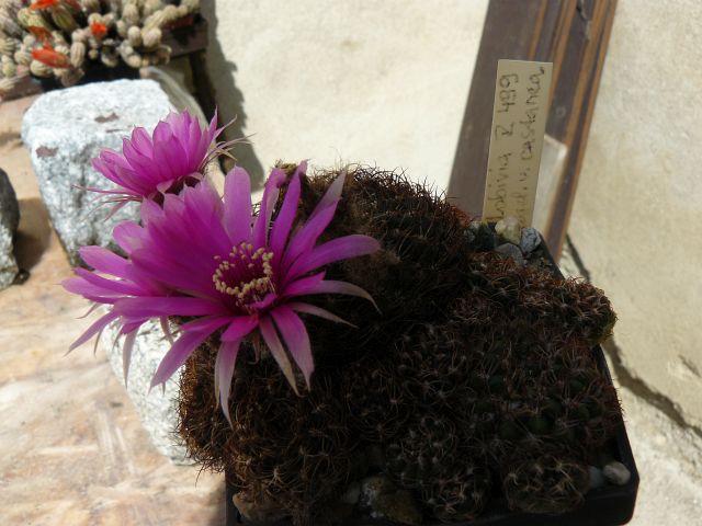 Lobivia R 499 tiegeliana var.castanea