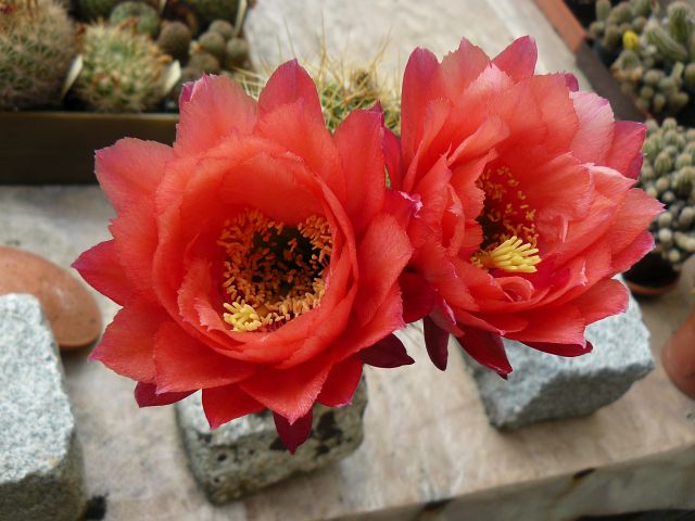 Trichocereus Wrsterglut hybrid