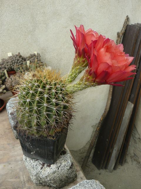 Trichocereus Wrsterglut hybrid