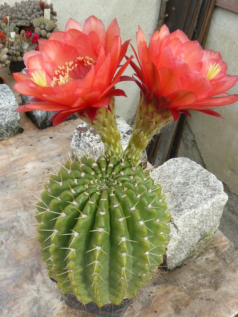 Trichocereus Wrsterglut hybrid