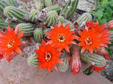 Chamaecereus silvestrii