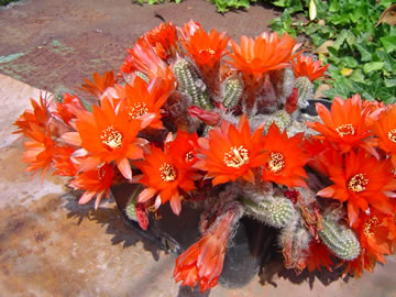 Chamaecereus silvestrii