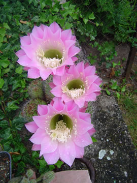 Echinopsis hybr.