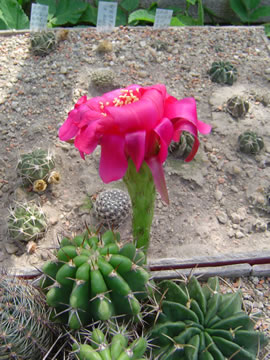 Echinopsis xxx