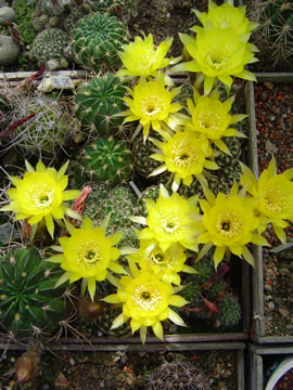 Lobivia arachnacantha var. sulphurea