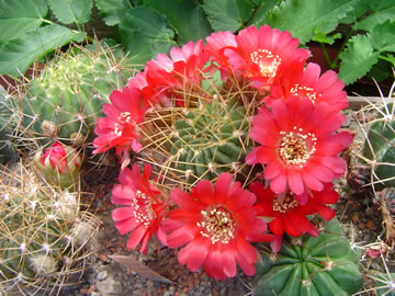 Lobivia pentlandii var. carminea