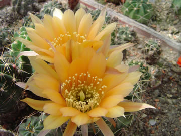 Lobivia pugionacantha var. rossii