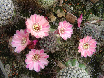 Mediolobivia odehnalii