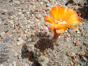 Mediolobivia einsteinii var. aureiflora