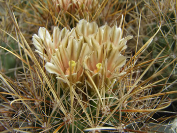 Ancistrocactus PP 1367 General Cepeda, foto JP