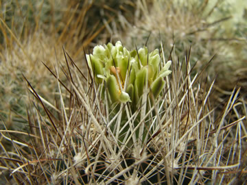 Ancistrocactus scherii, foto JP