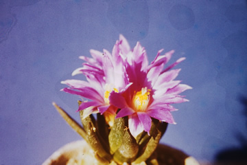 Ariocarpus agavoides