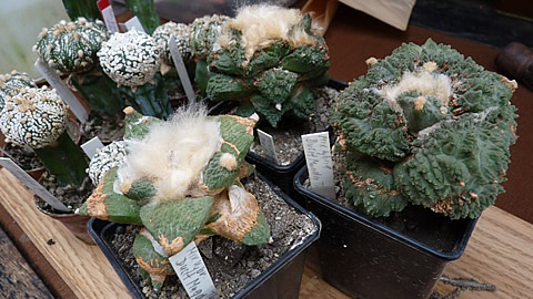Ariocarpus hybr Dusit Mugda foto F