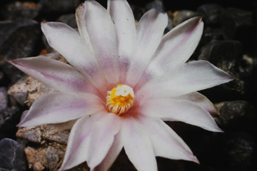 Ariocarpus kotschoubeyanus