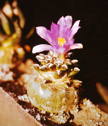 Ariocarpus kotschoubeyanus albiflorus import