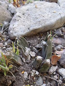 Ariocarpus agavoides ped La Providencia foto ing Pavel Tma