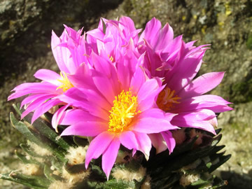 Ariocarpus agavoides foto JP